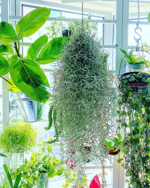 15 Indoor Plants that Look like Hair Strands 7