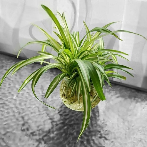 15 Indoor Plants that Look like Hair Strands 1
