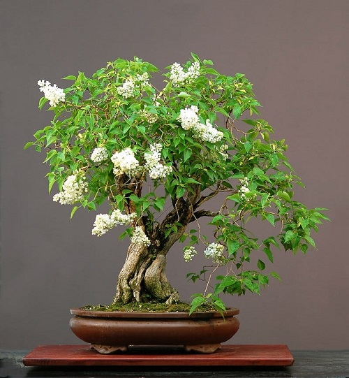 20 Attractive Indoor Flowering Bonsai Trees 3