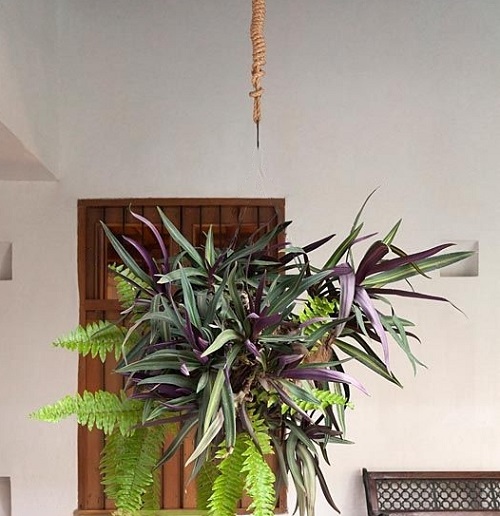 25 Best Low Light Indoor Hanging Plants | Low Light Hanging Plants 11