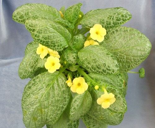 20 Best Indoor Plants with Yellow Flowers | Yellow Flowering Houseplants 5