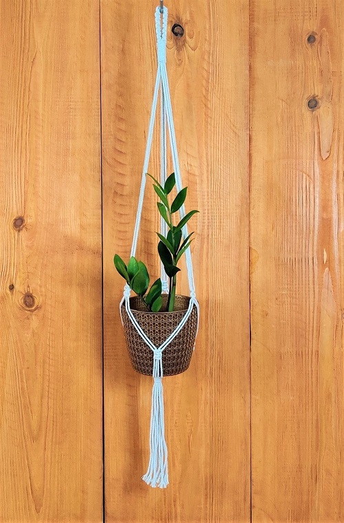 25 Best Low Light Indoor Hanging Plants | Low Light Hanging Plants 6