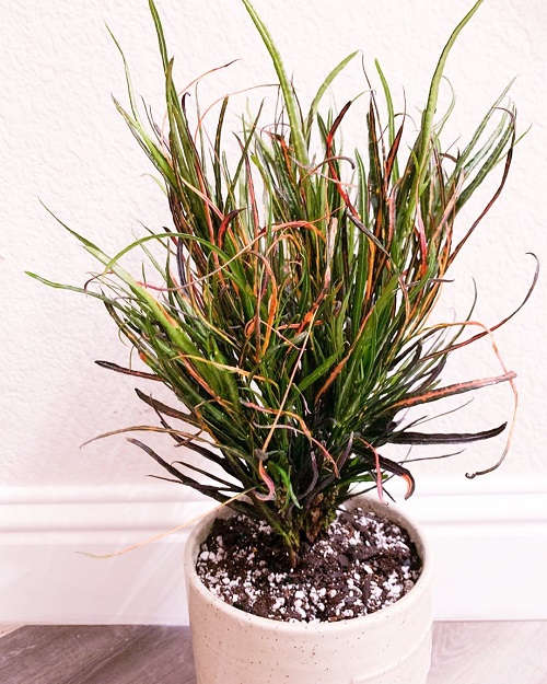 15 Indoor Plants that Look like Hair Strands 8