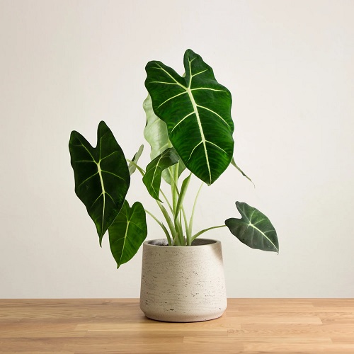 Alocasia frydek Growing and Care Guide 1