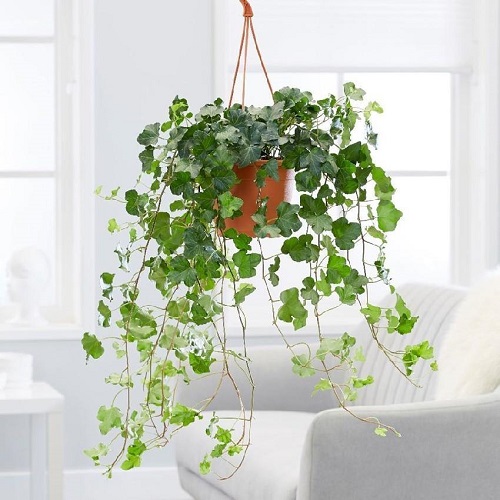 25 Best Low Light Indoor Hanging Plants | Low Light Hanging Plants 12