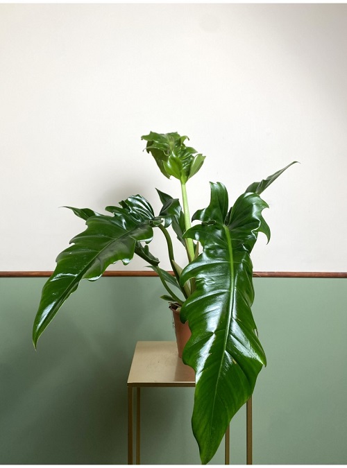 100 Gorgeous Types of Philodendrons for Your Home 45