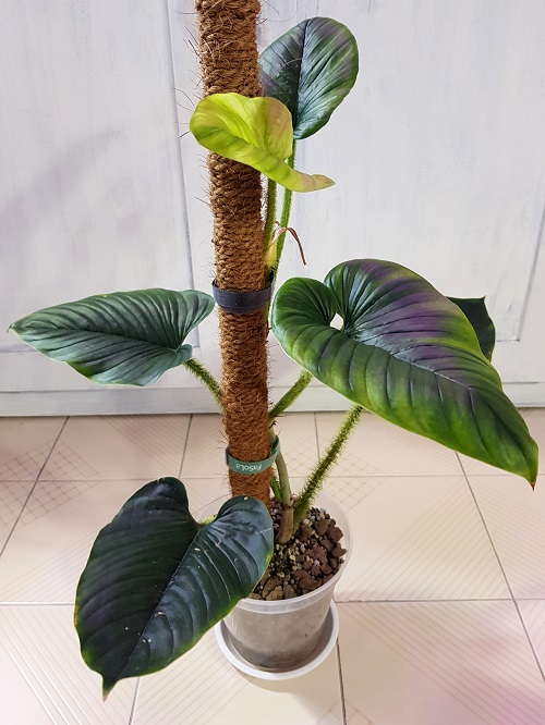 Growing Philodendron serpens Indoors 1