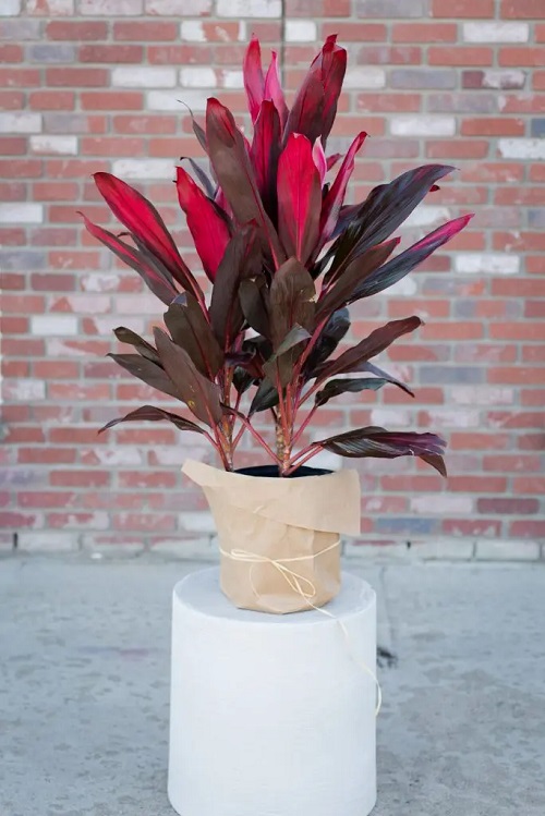 How to Grow Red Sister Plant Indoors | Cordyline fruticosa Care Guide 2
