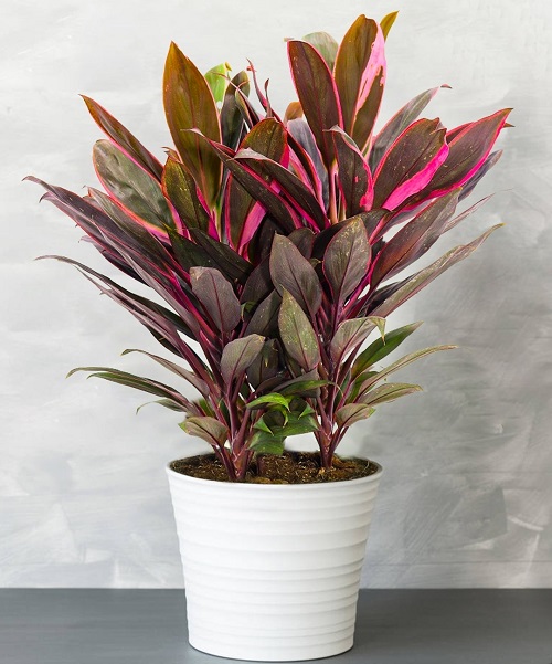 How to Grow Red Sister Plant Indoors | Cordyline fruticosa Care Guide 1