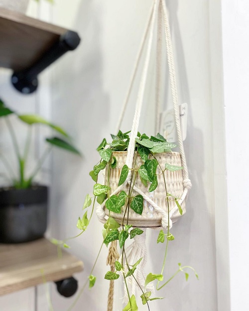 Growing String of Arrows Indoors | String of Hearts Care Guide 1