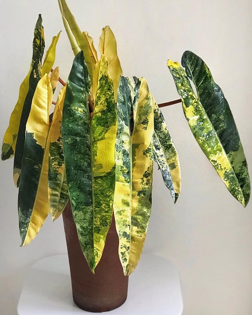 22 Stunning Variegated Philodendron Varieties | Most Colorful Philodendrons 7