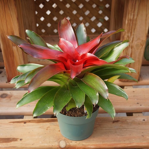 25 Stunning Indoor Bromeliad Pictures to Liven Your Home 1