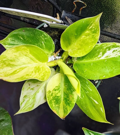 22 Stunning Variegated Philodendron Varieties | Most Colorful Philodendrons 9