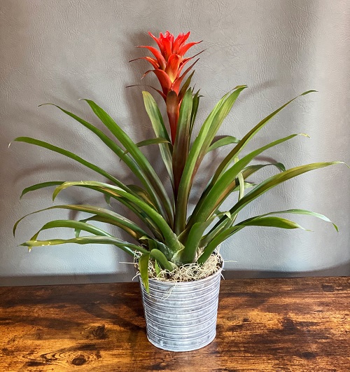 25 Stunning Indoor Bromeliad Pictures to Liven Your Home 2