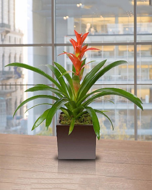 25 Stunning Indoor Bromeliad Pictures to Liven Your Home 4
