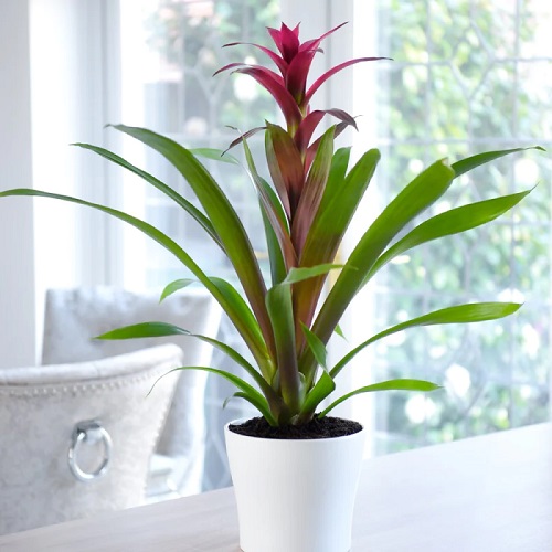 25 Stunning Indoor Bromeliad Pictures to Liven Your Home 5