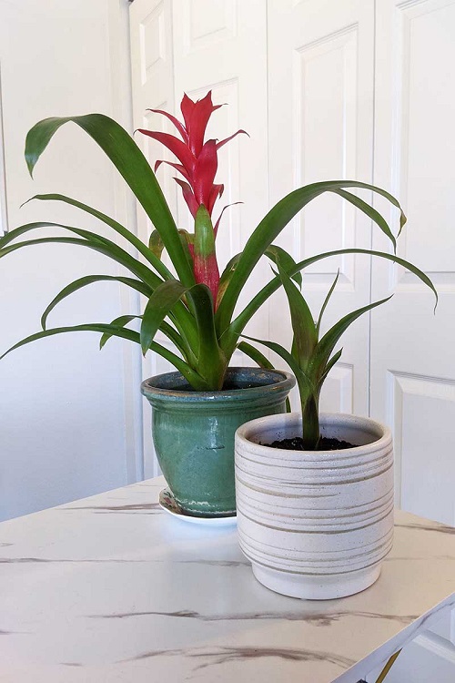 25 Stunning Indoor Bromeliad Pictures to Liven Your Home 8