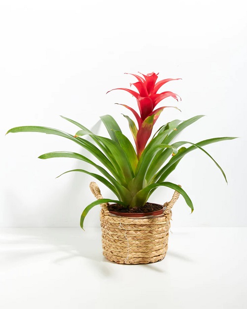 25 Stunning Indoor Bromeliad Pictures to Liven Your Home 9