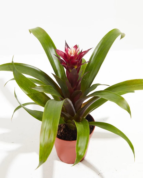25 Stunning Indoor Bromeliad Pictures to Liven Your Home 10