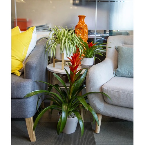 25 Stunning Indoor Bromeliad Pictures to Liven Your Home 11