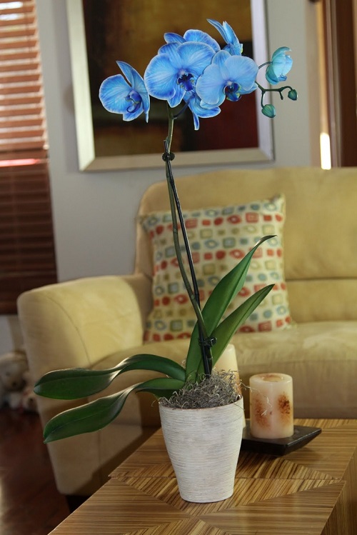 9 Blue Orchids | Are Blue Orchids Fake? 4