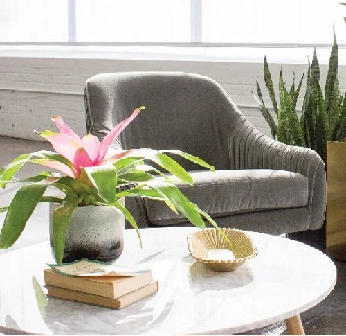 25 Stunning Indoor Bromeliad Pictures to Liven Your Home 13