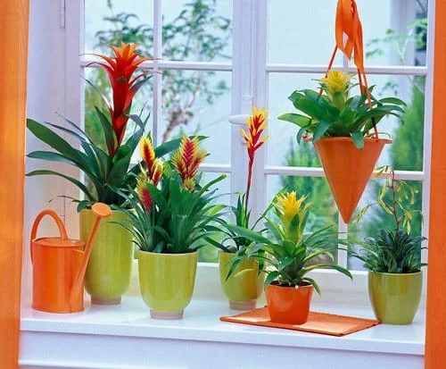 25 Stunning Indoor Bromeliad Pictures to Liven Your Home 14