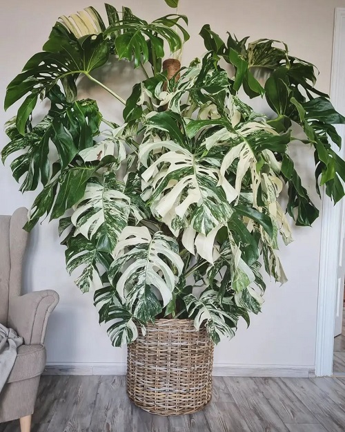 Happy Houseplants for a Vibrant Indoor Jungle 4