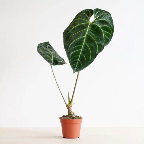 Anthurium regale Growing and Care Guide 1