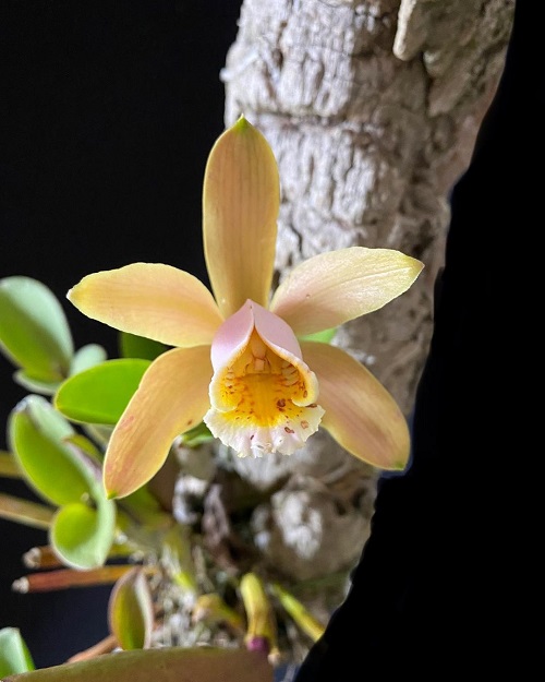 21 Cheery Yellow Orchid Varieties You Should Not Miss 4