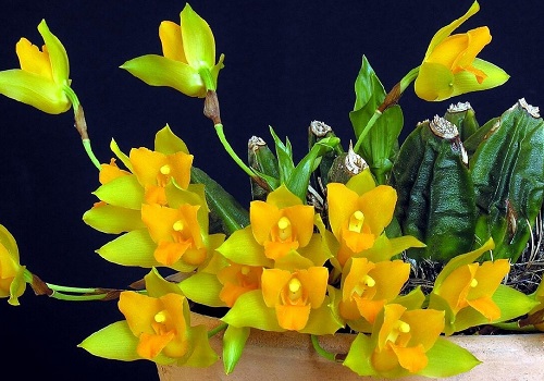 21 Cheery Yellow Orchid Varieties You Should Not Miss 1