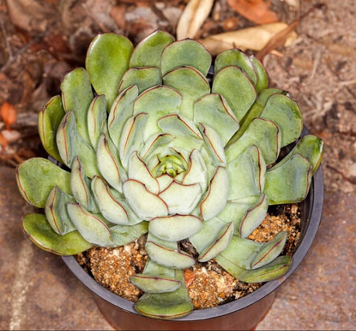 Everything about Growing Echeveria pulidonis Indoors 1