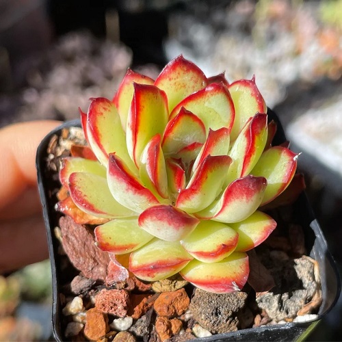 Everything about Growing Echeveria pulidonis Indoors 2