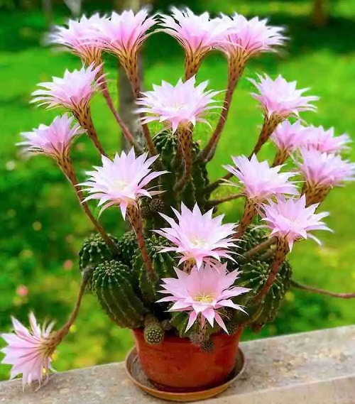 Cactus with Pink Flowers 13