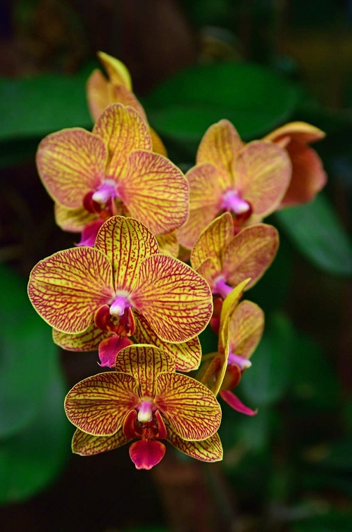 21 Cheery Yellow Orchid Varieties You Should Not Miss 6
