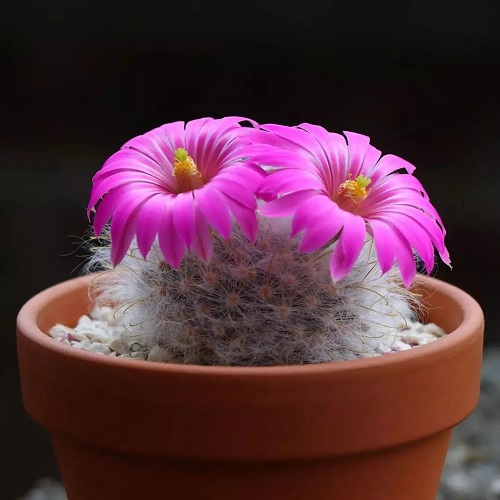 Cactus with Pink Flowers 3