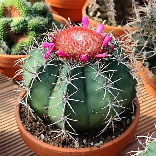 Cactus with Pink Flowers 9