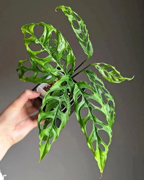 7 Indoor Plants with Holes in Leaves | Split Leaf Plants 1