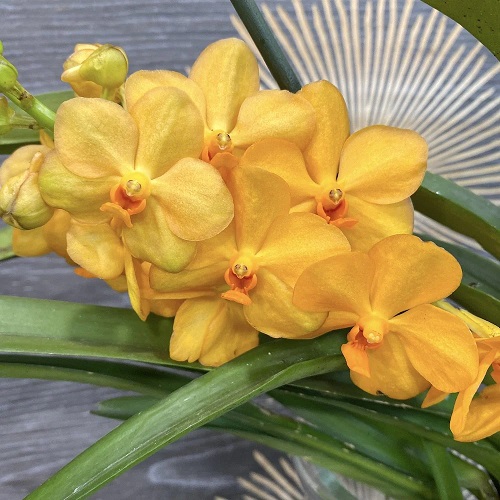 21 Cheery Yellow Orchid Varieties You Should Not Miss 10