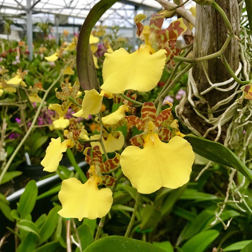 21 Cheery Yellow Orchid Varieties You Should Not Miss 8