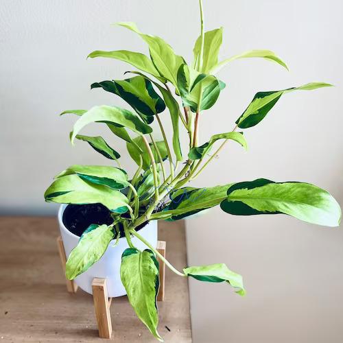 22 Stunning Variegated Philodendron Varieties | Most Colorful Philodendrons 5