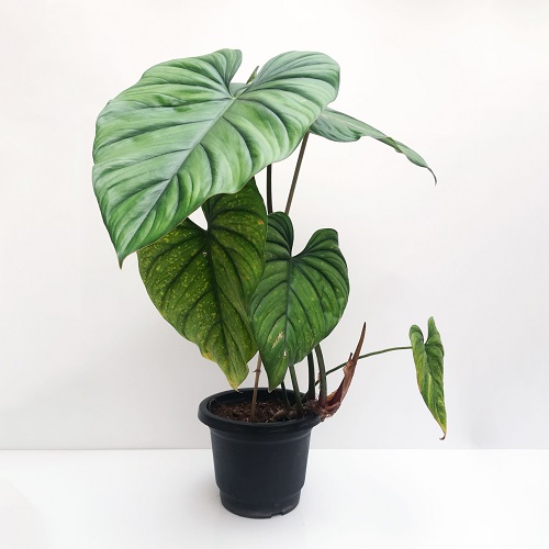 Philodendron sp. Colombia Care Guide 1