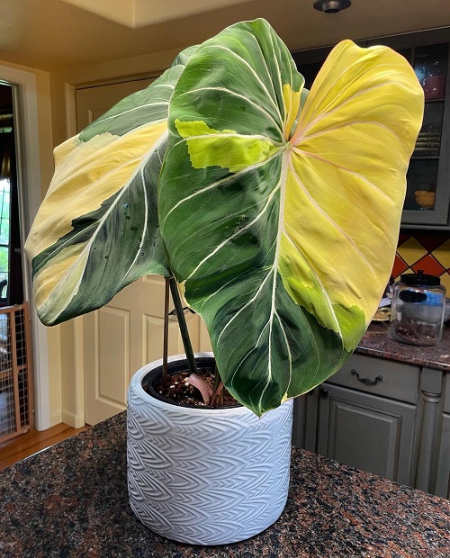 22 Stunning Variegated Philodendron Varieties | Most Colorful Philodendrons 11