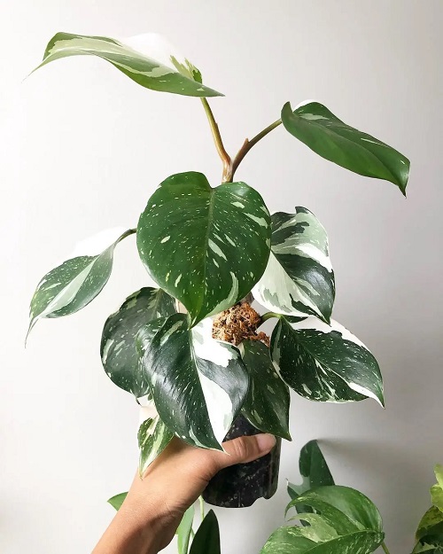 22 Stunning Variegated Philodendron Varieties | Most Colorful Philodendrons 6