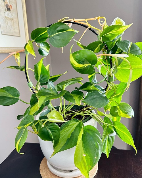 22 Stunning Variegated Philodendron Varieties | Most Colorful Philodendrons 3