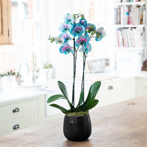 9 Blue Orchids | Are Blue Orchids Fake? 1