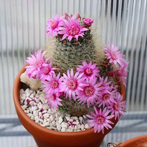 Cactus with Pink Flowers 1