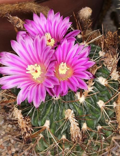 Cactus with Pink Flowers 17