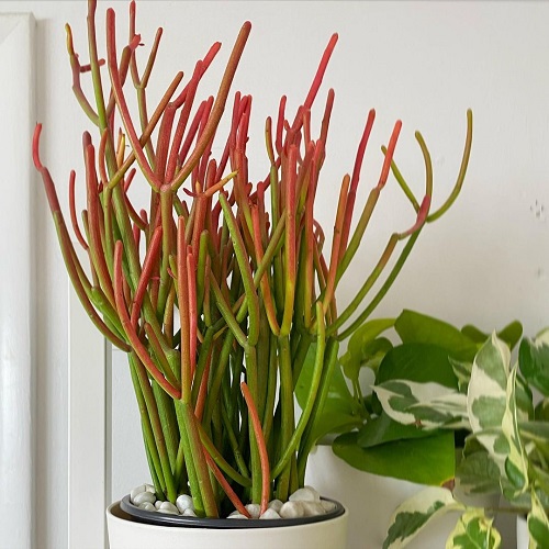 21 Best Tall Succulents that Grow Indoors 4