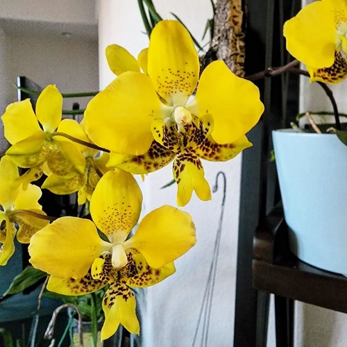 21 Cheery Yellow Orchid Varieties You Should Not Miss 5